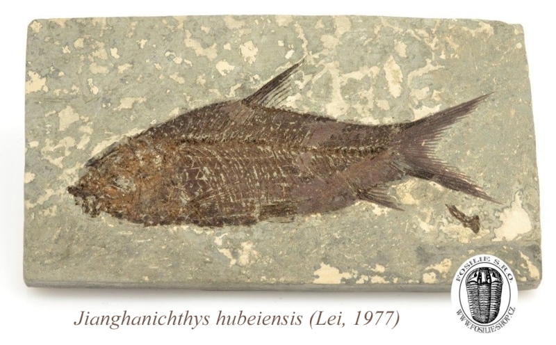 Zkamenělina ryby - Jianghanichthys hubeiensis